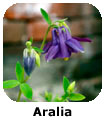 Aralia